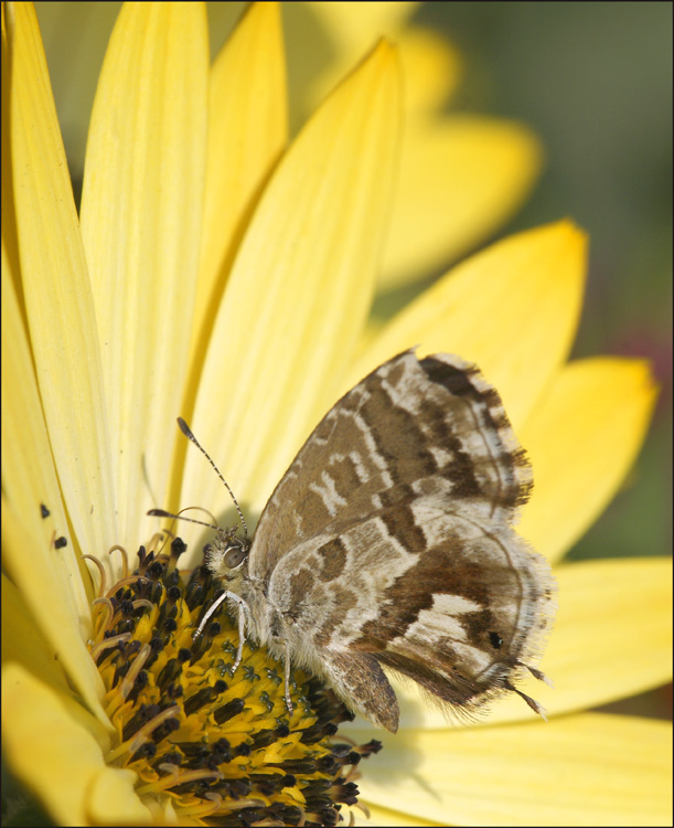 prima..mini minibis (Lucianoooo, avevo sbagliato  file)