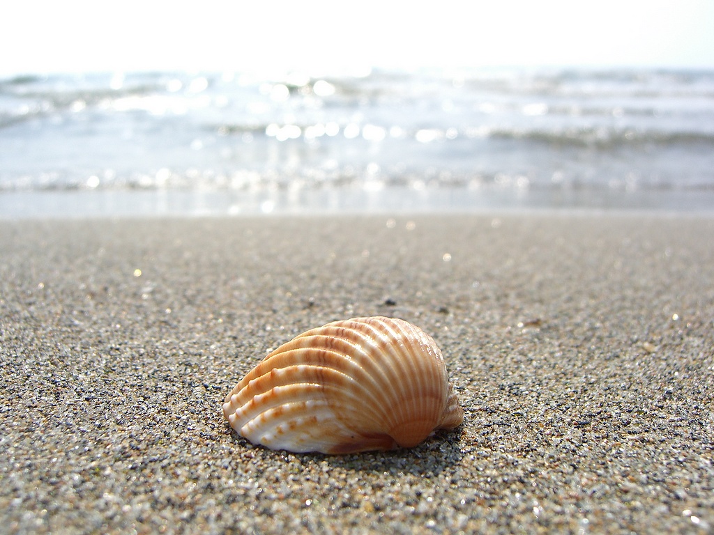 Seashell