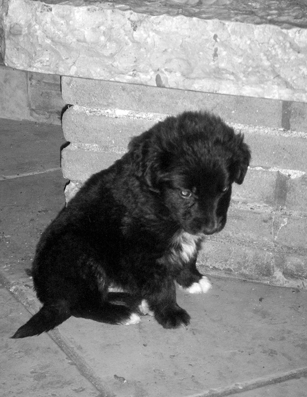 mose'(ttino) pensieroso