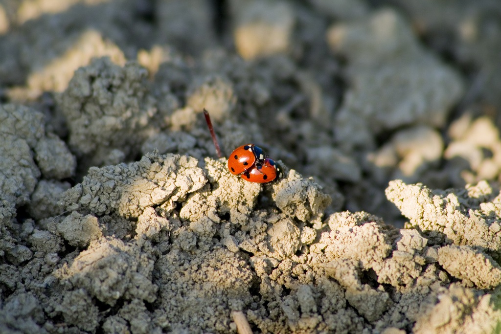 Cavalcando al tramonto