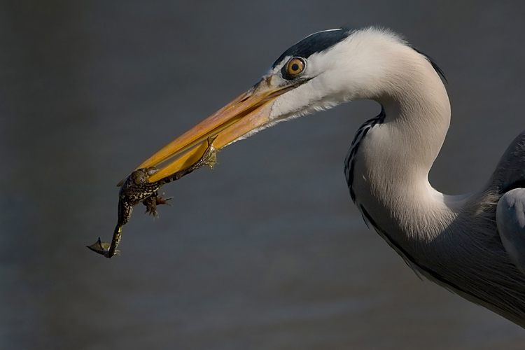 Il pranzo � servito (cosce di rana dello chef)