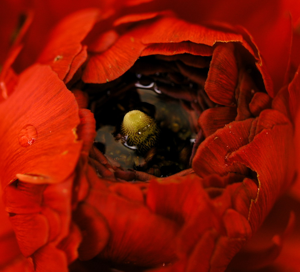 Ranunculus acer a mollo!(dopo un'acquazzone)