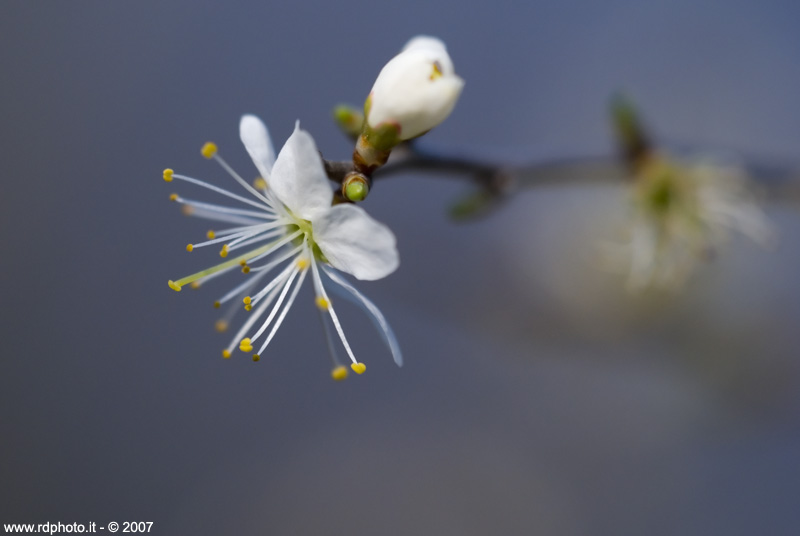 Fiori di ciliegio