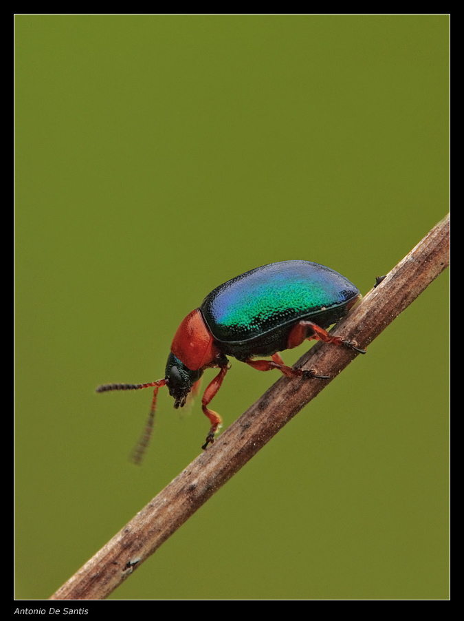 Coleottero in movimento