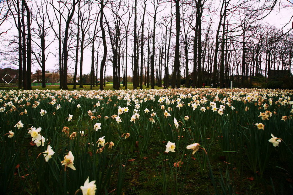 spring upside down desire