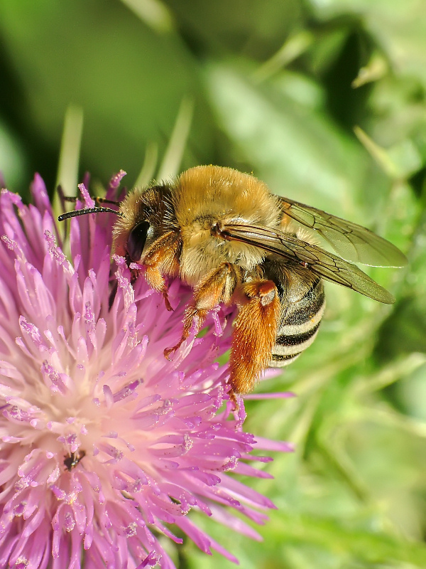 pellicciotto invernale
