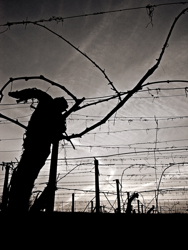 natura morta... e in gabbia