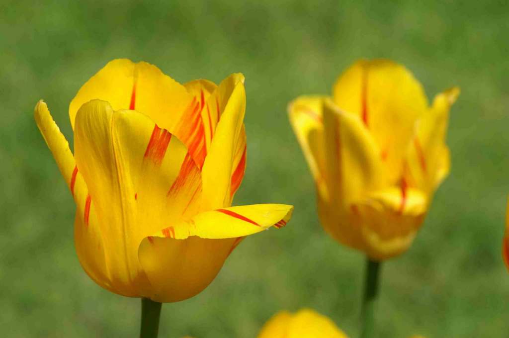 TULIPANI