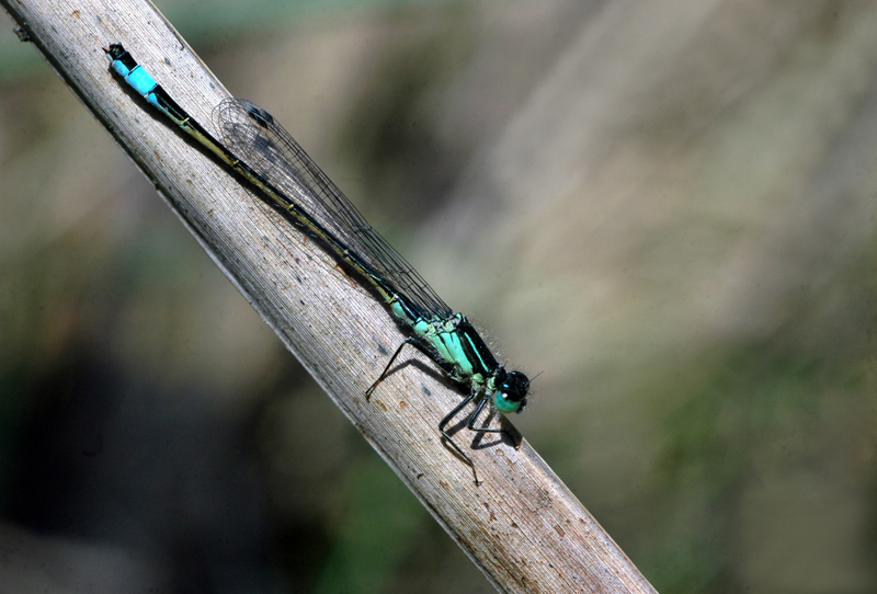 La prima � sempre la prima