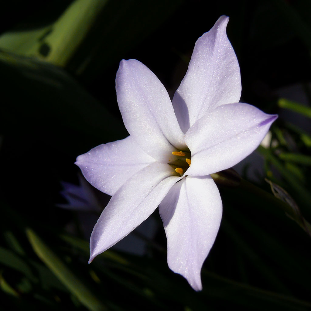 ipheion