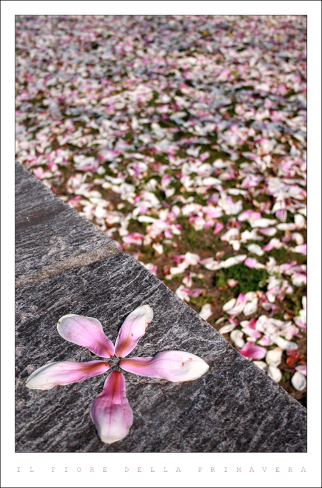 il fiore della primavera