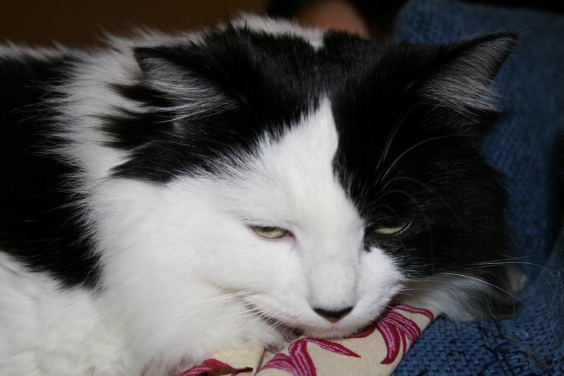 Lasciami Dormire in Pace!