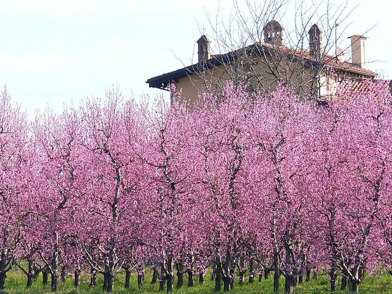 Primavera