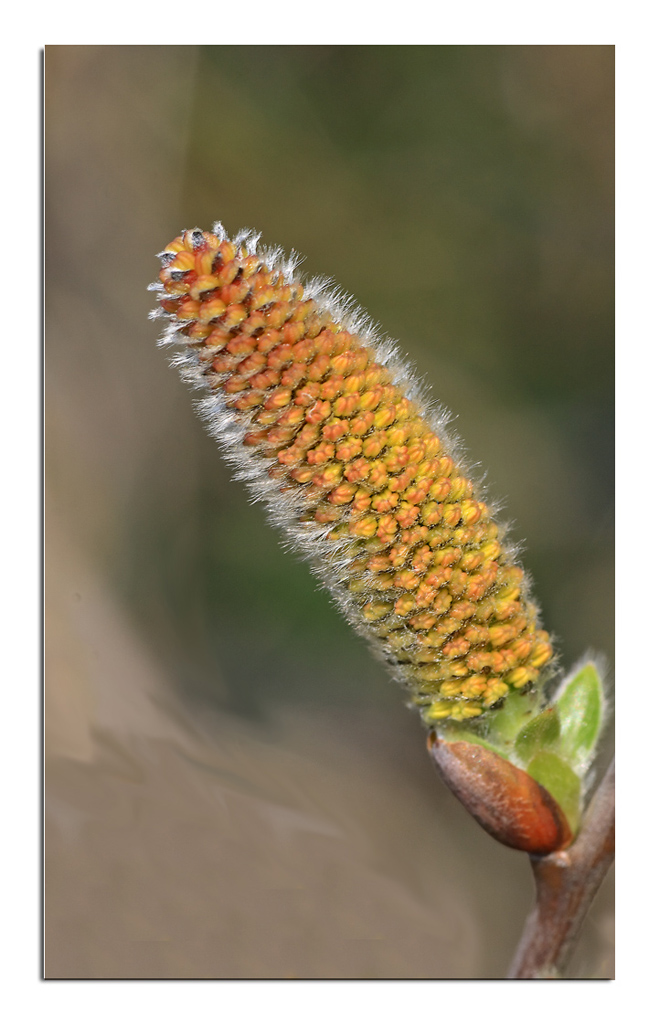 ... chiss� che diventer�...