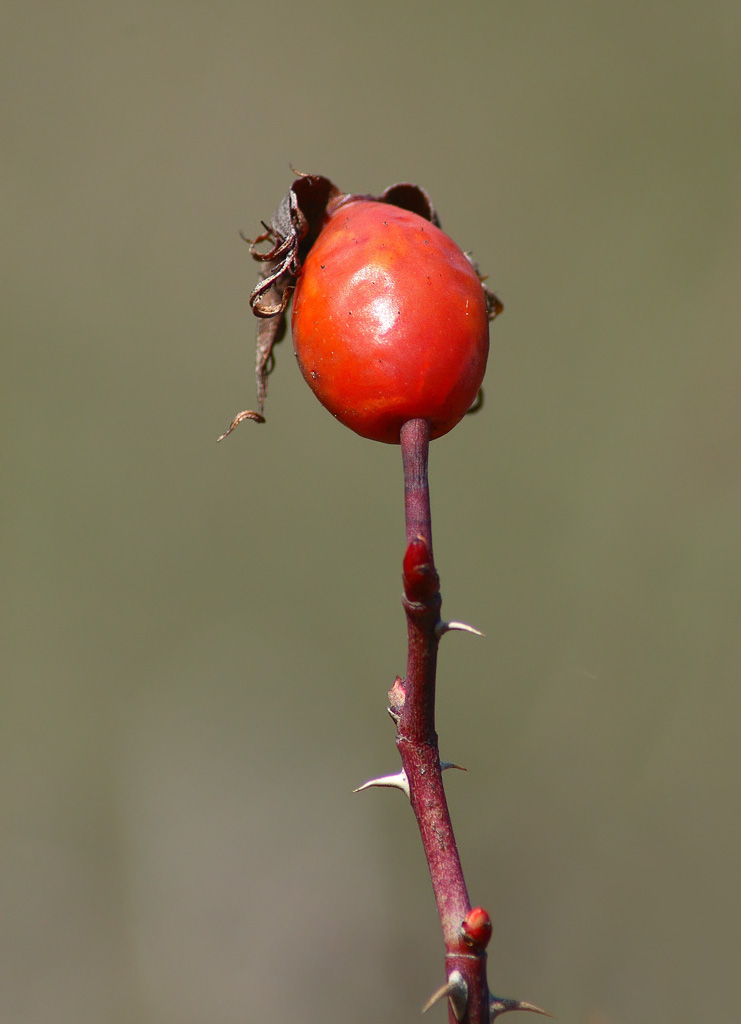 Prova Tamron 70-300 LD di macro 1:2