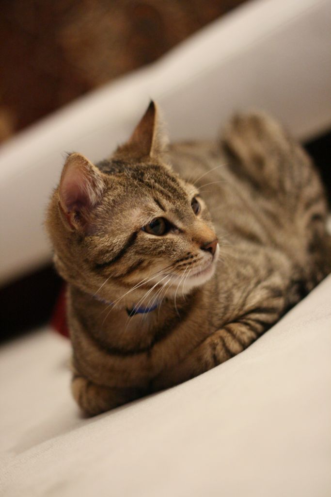 piccoli tigri crescono..