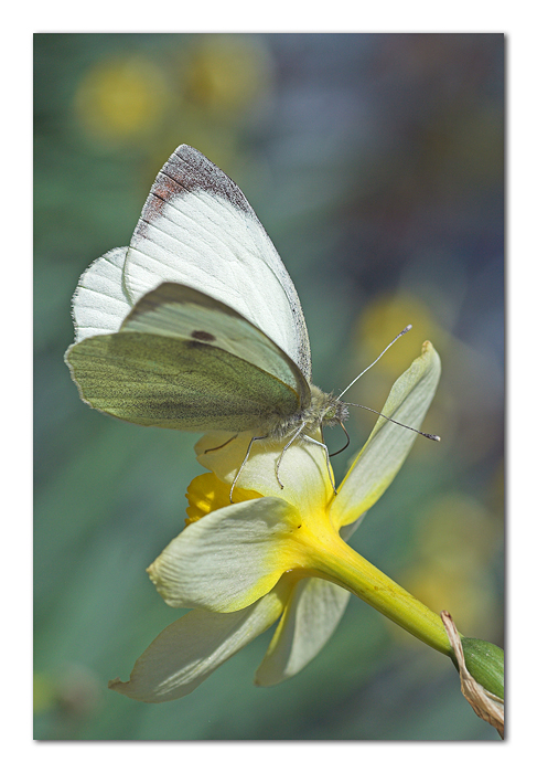 Prima o poi si fermer�