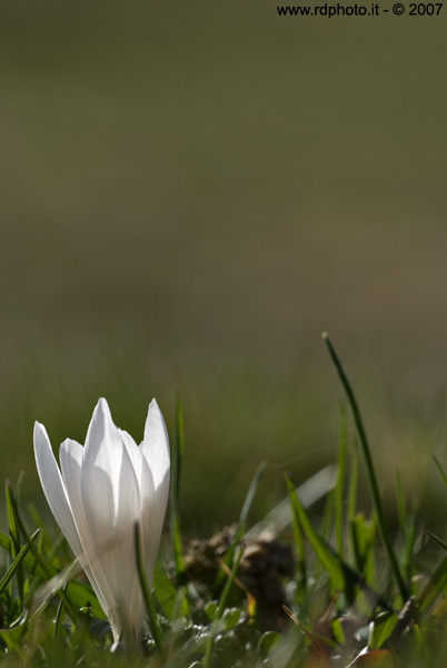 Crocus Vernus