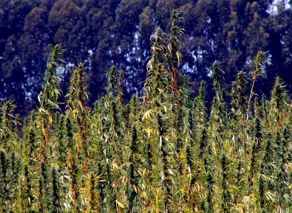 arbusti.............O_O