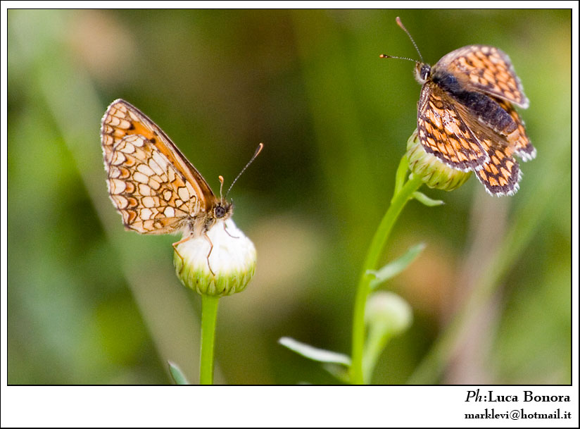 ali aperte/ali chiuse