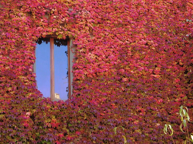 Allegria autunnale (corretta)