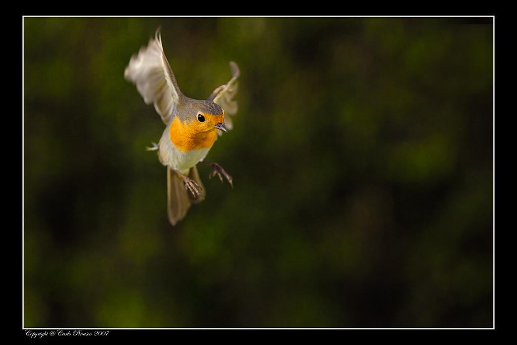 Pettirosso al volo N� 2