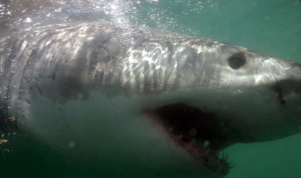 Great White Shark