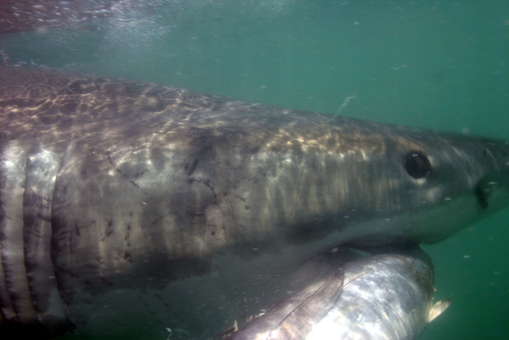 Great White eating Tuna