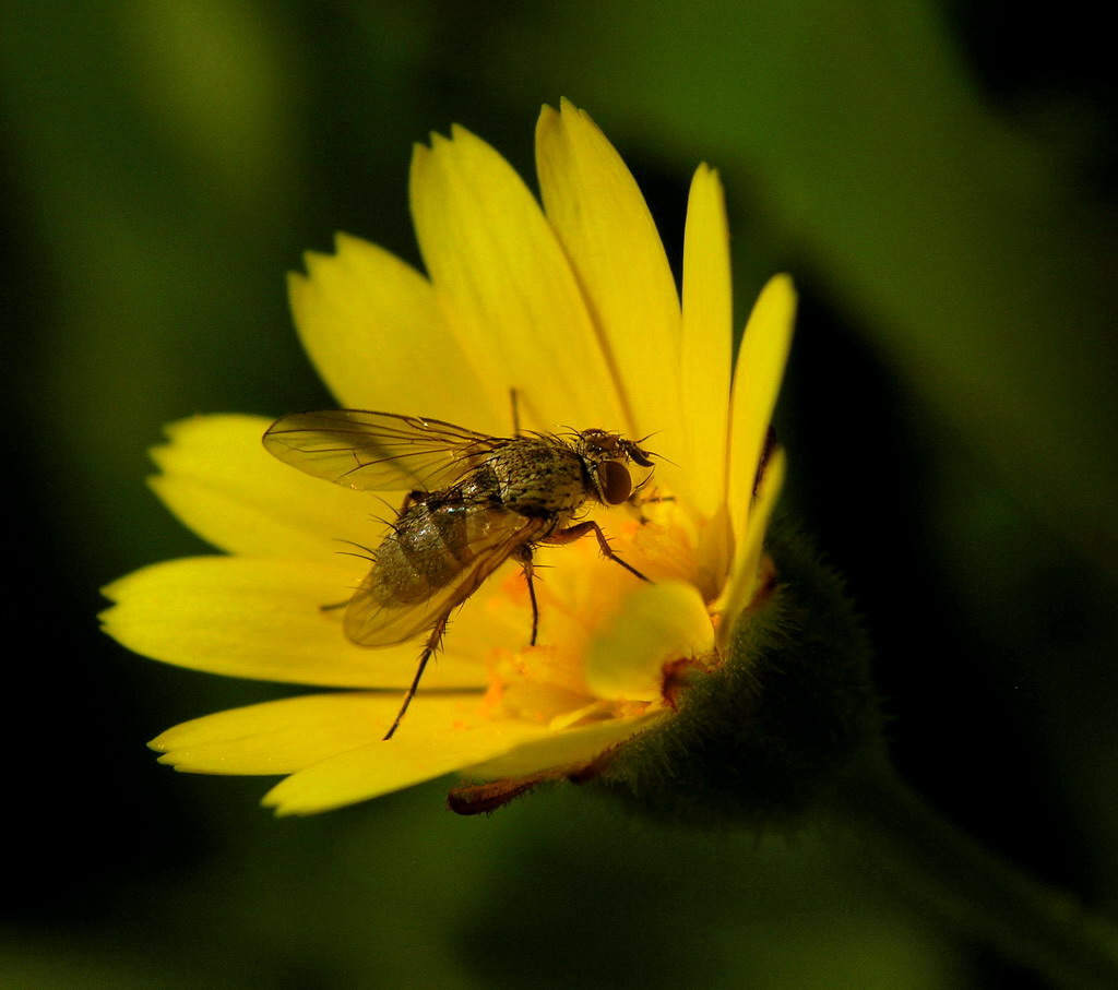 Dentro la margherita!