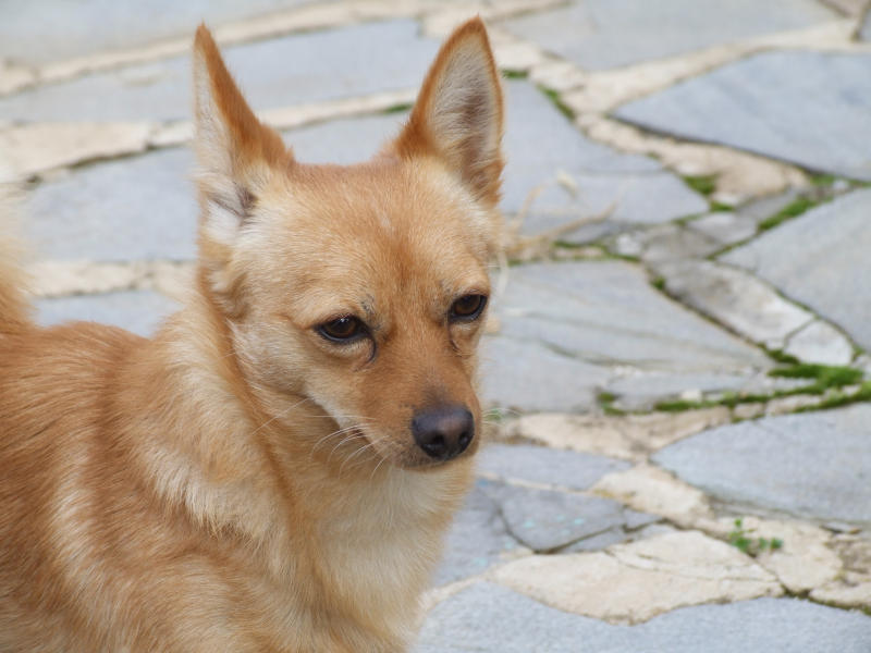 attenti alla...biondina