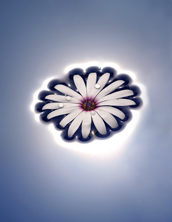 Eclissi di...fiore...