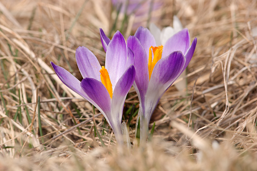 crocus