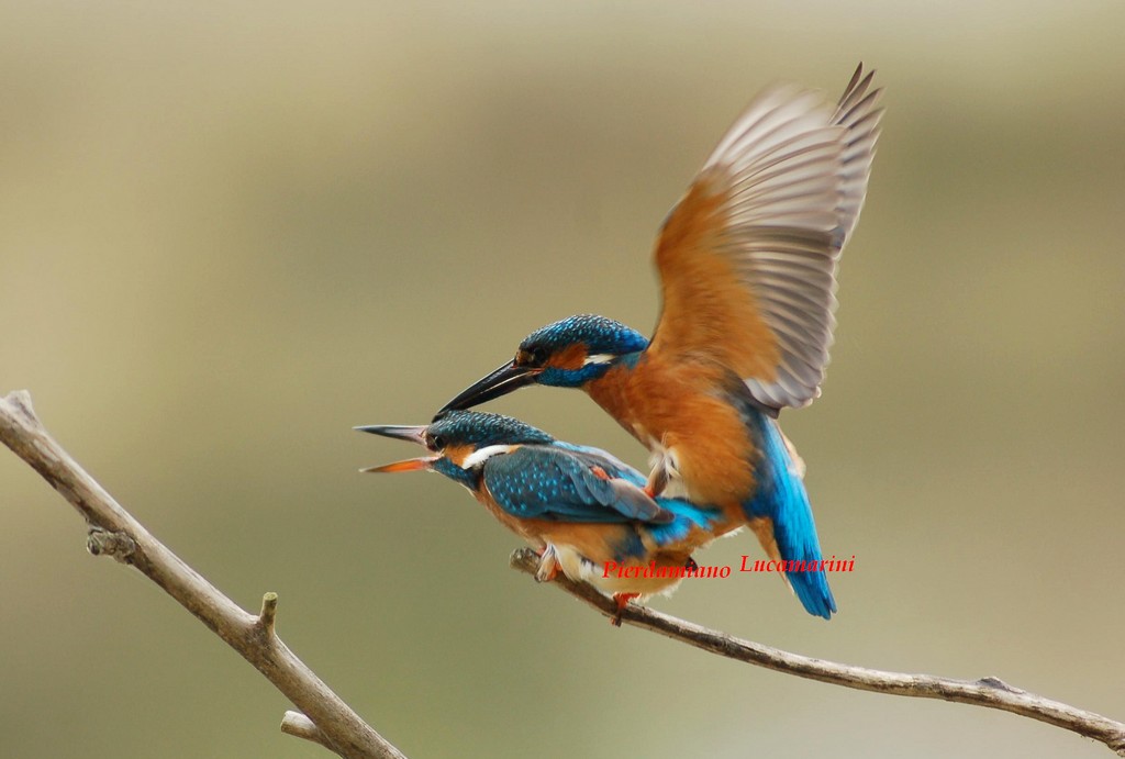 DEDICATA: A TUTTO IL FORUM -PHOTO 4U