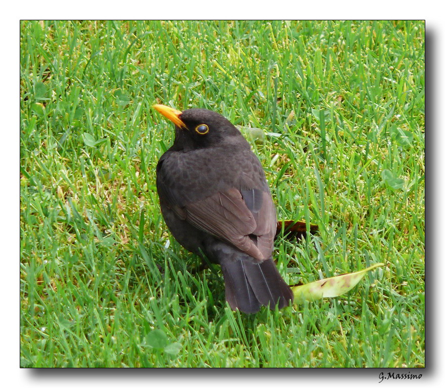 Merlo 5 bis - la chiusura della palpebra