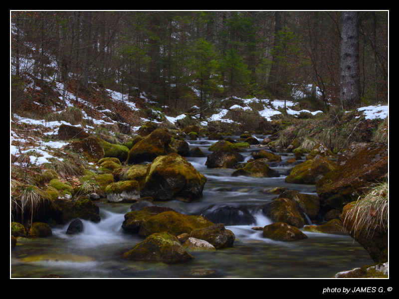 Torrente nel bosco