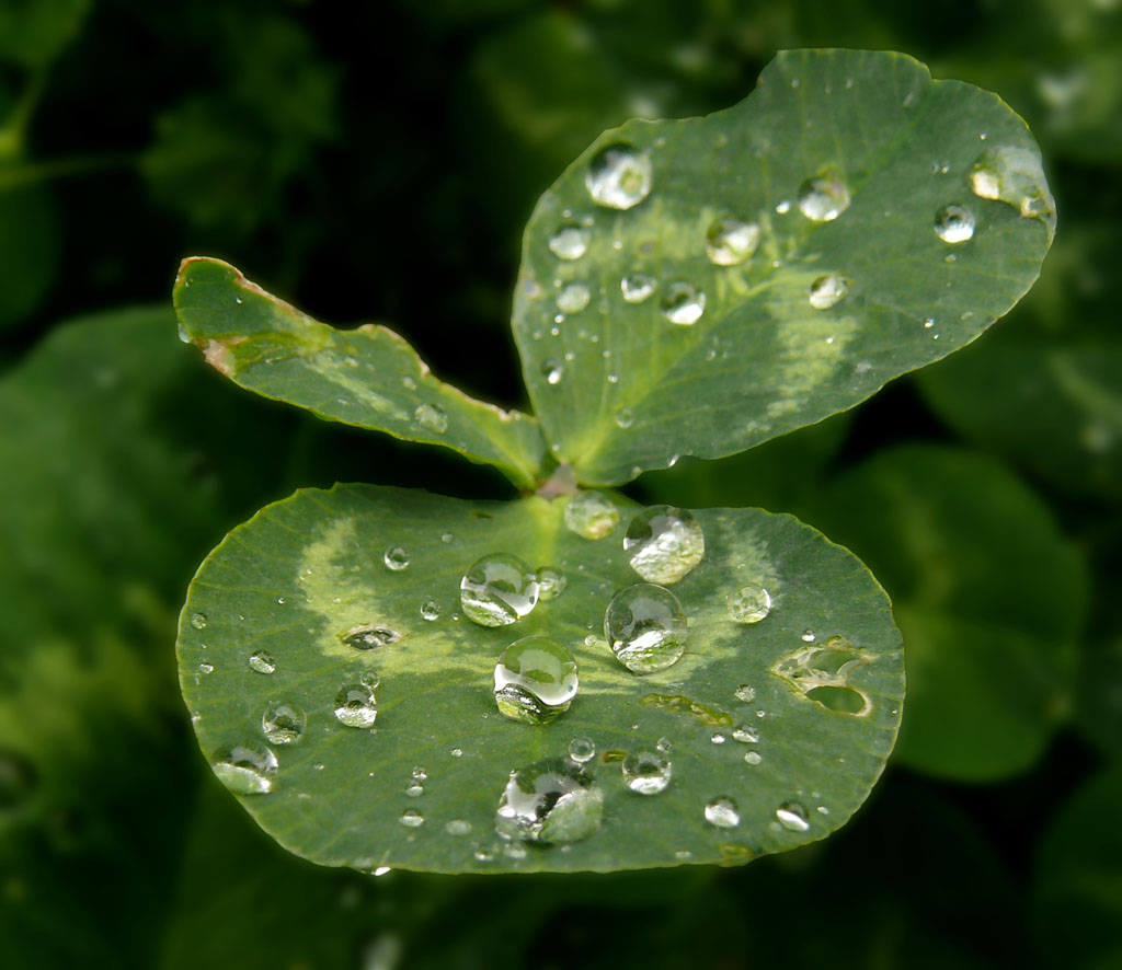 ...pioggia...(per squarta, Val e yak)