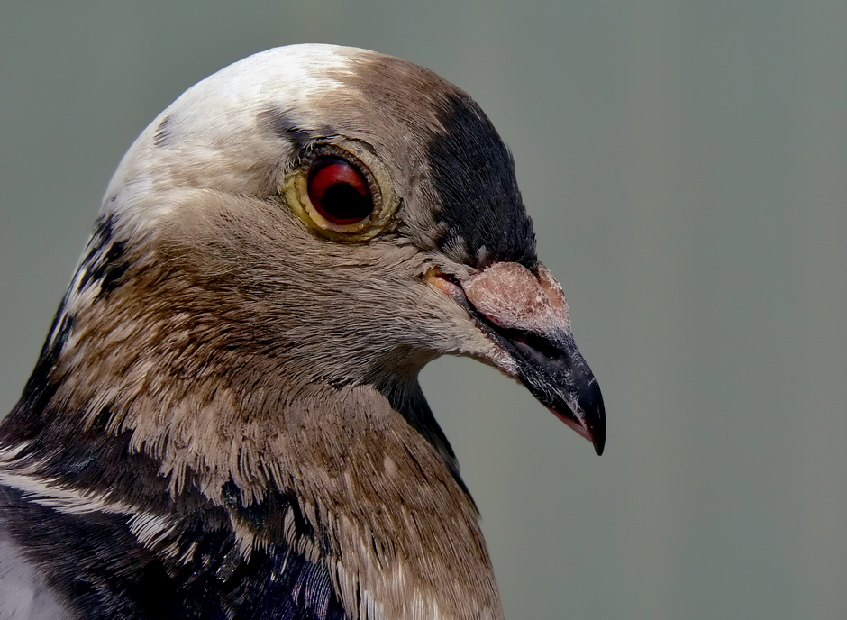 Espressivo come un Piccione