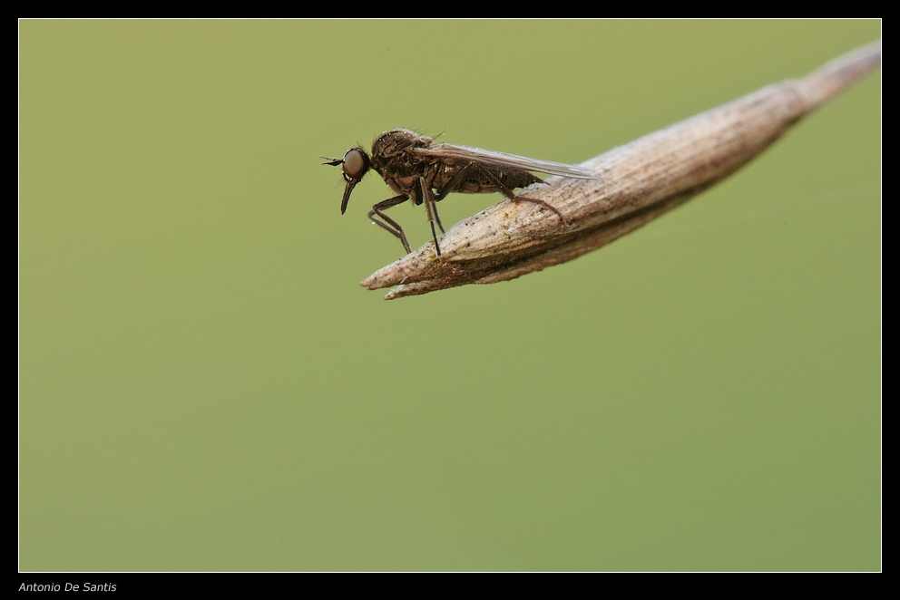Insetto e luce dorata
