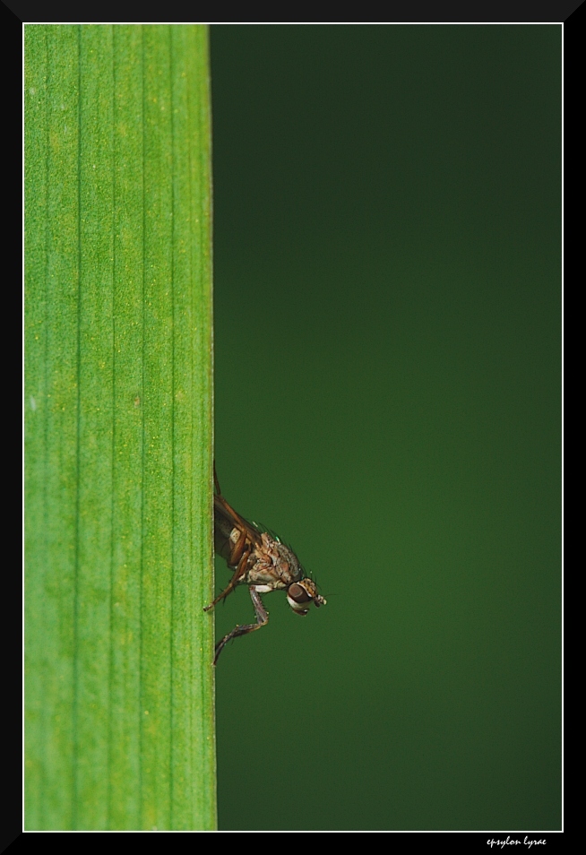 Bicolore (x Romacon)