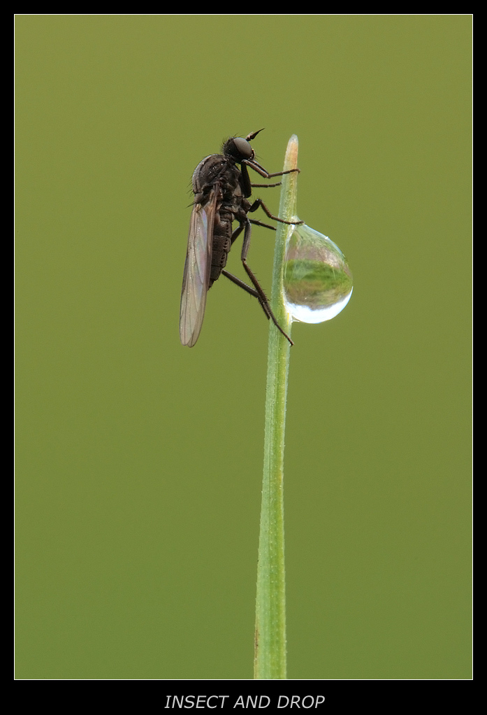 Drop and insect