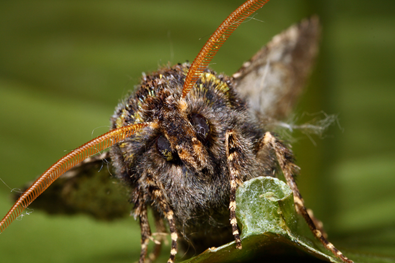 Mamma mia che brutta