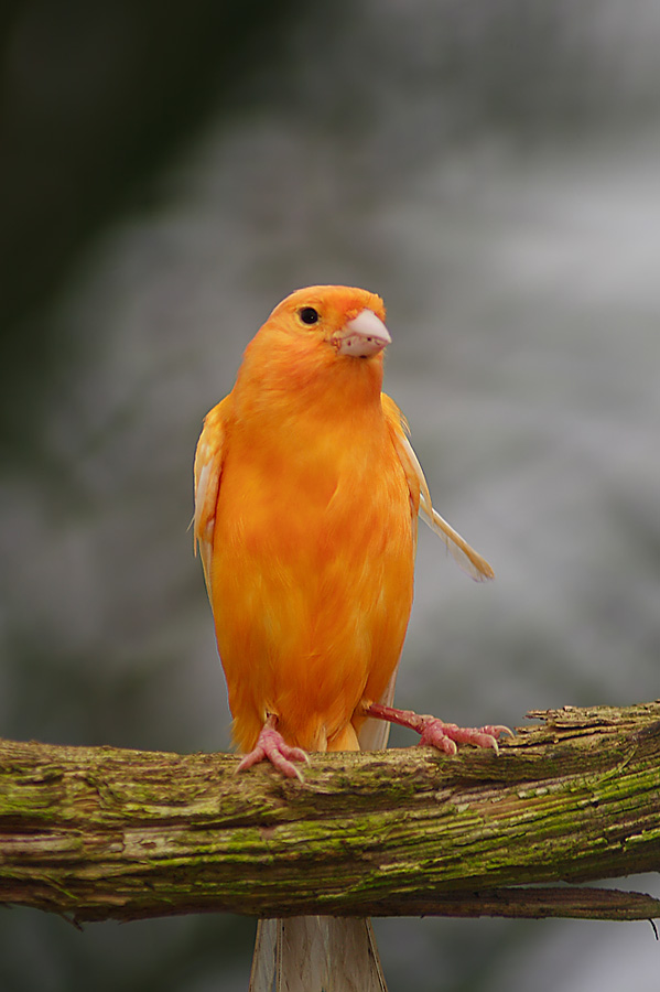 Canarino in libert�