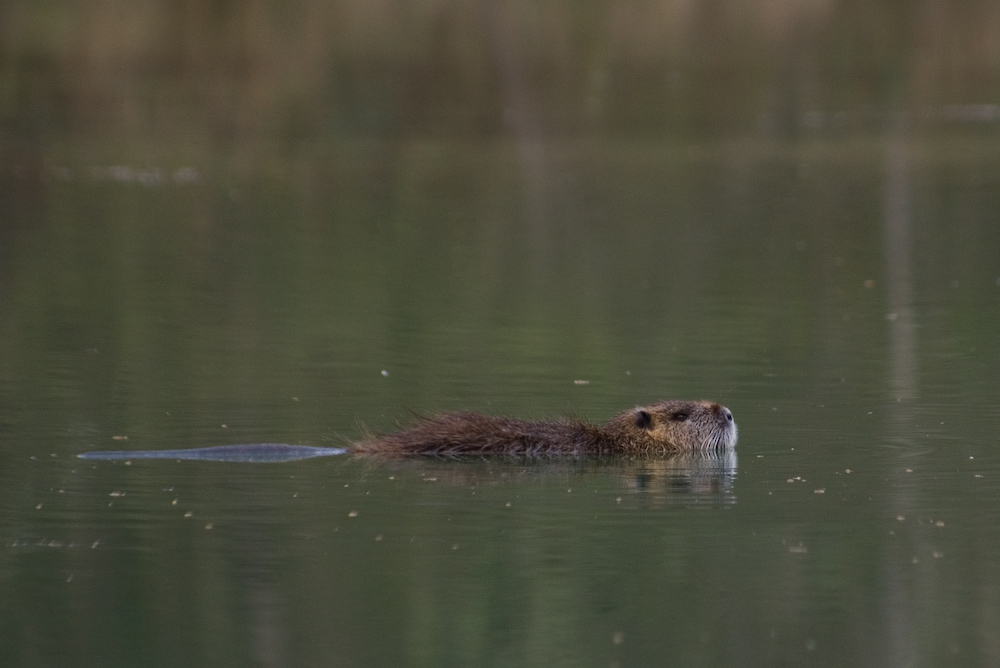 Nutria