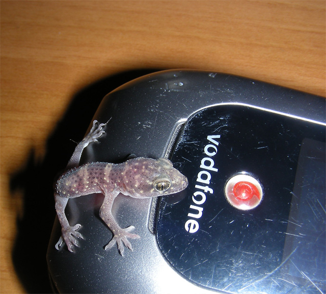 Ti prego, chiamami!!!