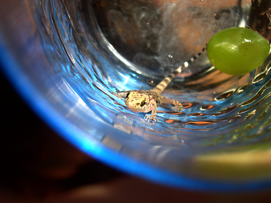 Mangiate  la vostra frutta senza di me!!!