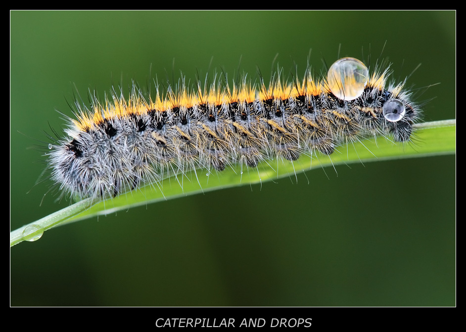 Caterpillar and drops