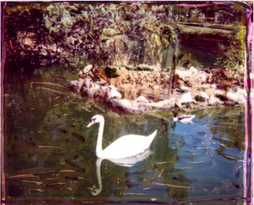 photopolaroid - Palermo - Villa D'orleans