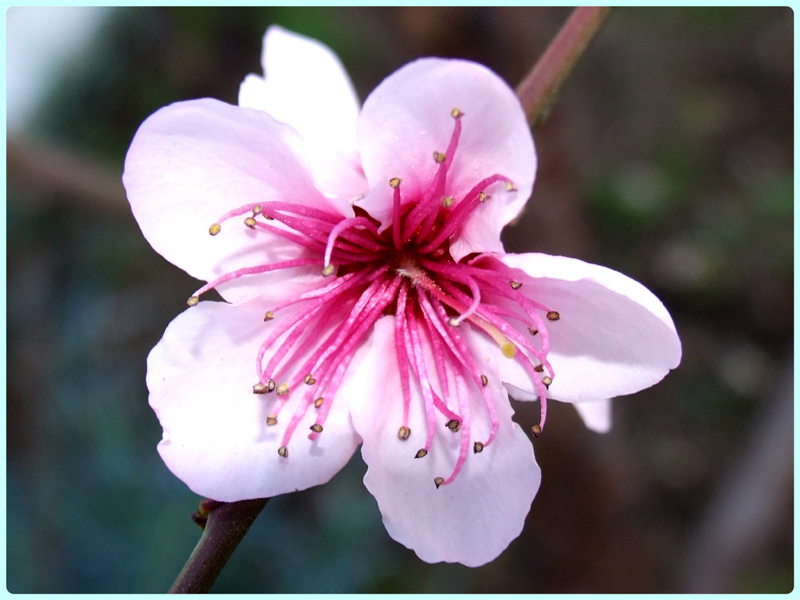 Fiori Rosa, Fiori di...