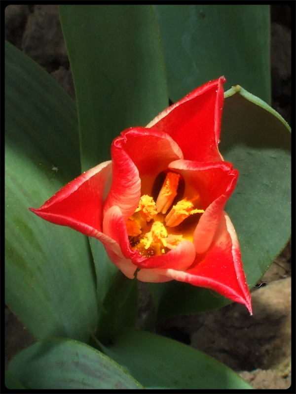 Tulipano