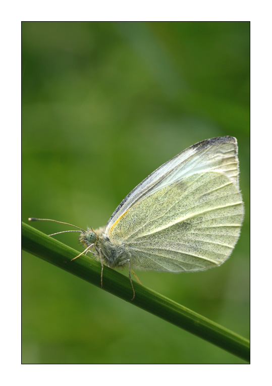 Chi non muore si rivede!